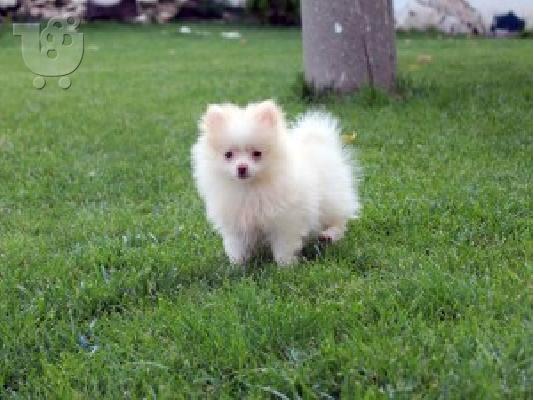 POMERANIAN